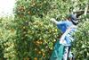 Florida citrus picking