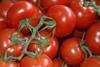 Neurather_Gärtner_Landgard_RWE_Erste_Tomatenernte_Oktober_2011_nb__203_.JPG