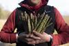 Waitrose asparagus