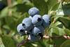 IBO Blueberries