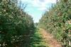 Brazilian apple orchard