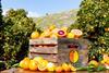 Sunkist mixed citrus in wooden box