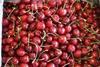 US cherry volumes set for fall