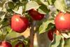 US Chelan Sugarbee apples