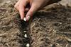 Planting seeds Adobe Stock