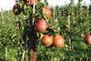 Belgian pears
