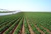 Moraitis potato farm South Australia