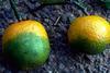 CitrusGreening_Credit UCR