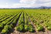 Iceberg lettuce Murcia Spain