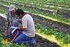 Israeli growers
