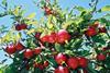New Zealand apples