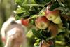 DE BayWa Bodensee apples