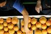 Florida citrus sorting