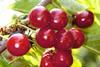 Spain Picota cherries