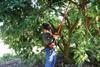 SA avos ticking over