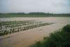 Summer washout