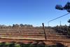 AU Piqa Boo pear plantations Ardmona