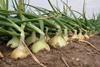 Growers concerned by UK market