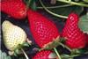 Sabrina strawberries