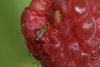 Spotted Wing Drosophila on raspberry Adobe Stock