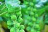 Sprout sales on the surge