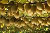 Seeka gold kiwifruit