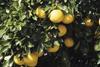 Florida grapefruit