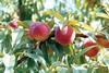 GEN stonefruit2
