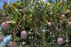 Organic mangoes