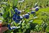 heidelbeeren weltweit