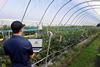 Costa Group uses WayBeyond's FarmRoad