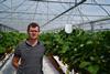 Scottish grower PJ Stirling is monitoring strawberry pollination