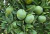 Purshade treated citrus