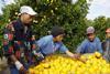 South Africa citrus harvesting Fruitnet