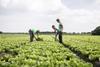 NL big  lettuce production The Greenery