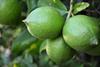 Adobe Stock limes