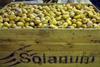 Solanum's potato operations are now expected to be carried out from its Sutton Bridge location.