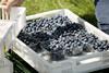 Polish blueberries in containers Polskie Jagody