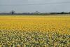 Daffs in early debut