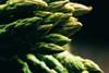 Cool summers hit gras output