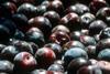 US plums