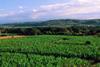 Dominican Republic banana plantation