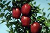 Washington apples