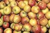 HDRA has planned a range of events for this year's Apple Day