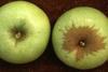 Stem end russets on Golden Delicious