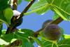 Figs