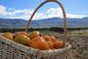 Sharon fruit South Africa