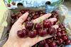 Chilean cherries to India