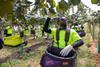 NZ kiwi Harvest21-6234