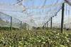 Italien: Kiwi-Produktion trägt massive Schäden durch Fröste davon